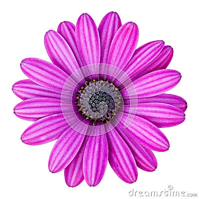 Blue osteospermum daisy flower isolated Stock Photo