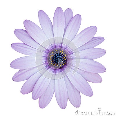 Blue osteospermum daisy flower isolated on white Stock Photo