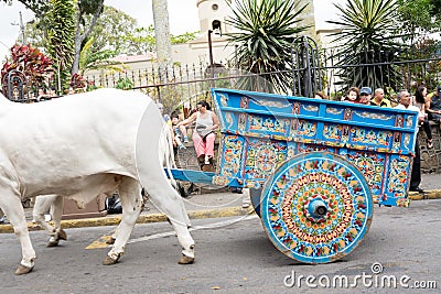 Blue ox cart Editorial Stock Photo