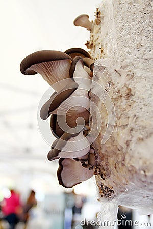 Blue Oyster Mushroom. Blue Oyster growing in sawdust. Fresh Oyster mushrooms growing in grow kit. Pleurotus ostreatus. Fungi Stock Photo
