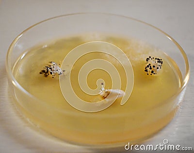 Blue Oyster Mushrooms Pinning on Agar Plate Stock Photo