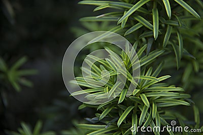 Juniperus conferta `Blue Pacific` Stock Photo