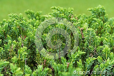 Blue Pacific shore juniper Juniperus conferta closeup - Homosassa, Florida, USA Stock Photo