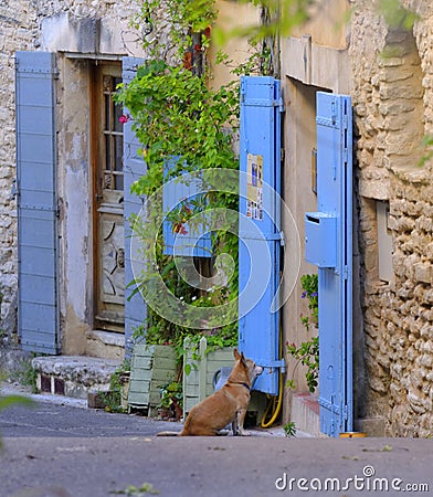 Dog waiting Stock Photo