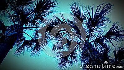 Blue Palm Stock Photo