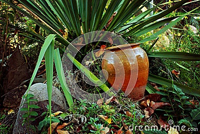 Blue, palm tree, long pointed leaves of an ornamental plant Stock Photo