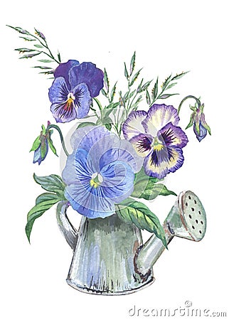 Blue pansies in a watering can on a white background. Stock Photo