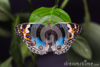 Blue pansy butterfly Stock Photo