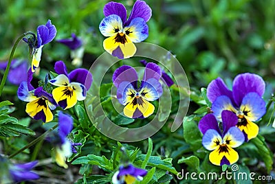 Blue pansy flowers or heartsease Viola tricolor in summer garden Stock Photo