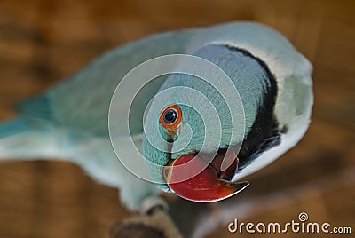 Inquisitive Blue Ring-necked Parakeet's Greeting Stock Photo