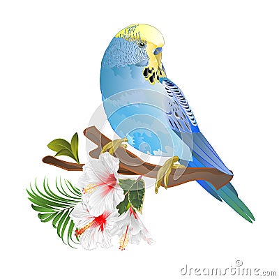Blue parakeet Budgerigar home pet pet parakeet or budgie or shell parakeet with tropical flowers floral arrangement with Vector Illustration