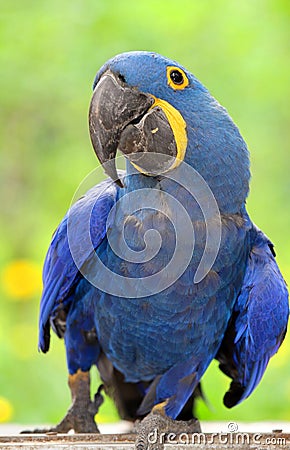 Blue Parrot Stock Photo