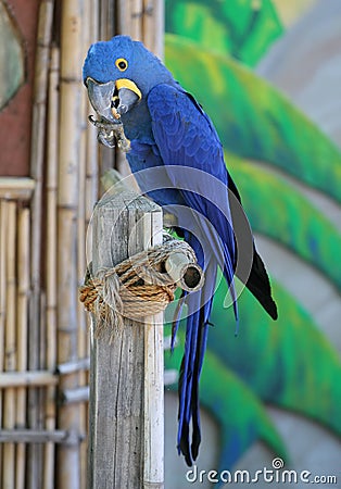 Blue Parrot Stock Photo