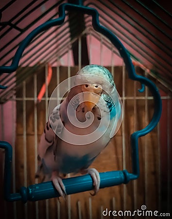 A Blue parrot in the cage Stock Photo