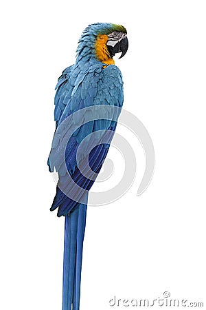 Blue parrot isolate Stock Photo