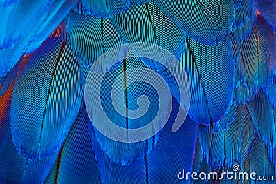 Blue parrot feathers pattern as textured background Stock Photo