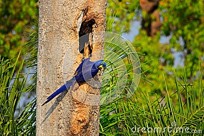 Blue parrot in green tropic forest. Big blue parrot Hyacinth Macaw, Anodorhynchus hyacinthinus, in tree nest cavity, Pantanal, Bra Stock Photo