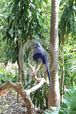 Blue parrot, Jungle Island, Miami, Florida Stock Photo