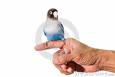 Parrot lovebird sitting on hand on white background Stock Photo