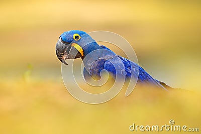 Blue parrot. Portrait big blue parrot Hyacinth Macaw, Anodorhynchus hyacinthinus, with drop of water on the bill, Pantanal, Brazil Stock Photo