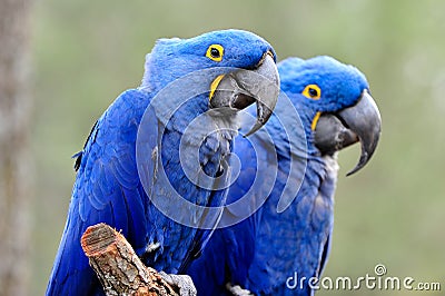 Blue Parrots Stock Photo