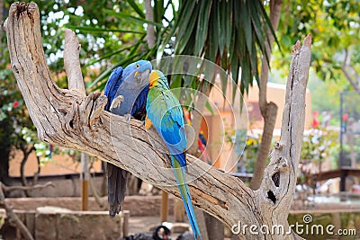Blue parrots, colorful birds Stock Photo