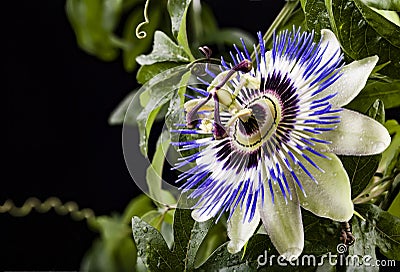 Blue passion flower Stock Photo