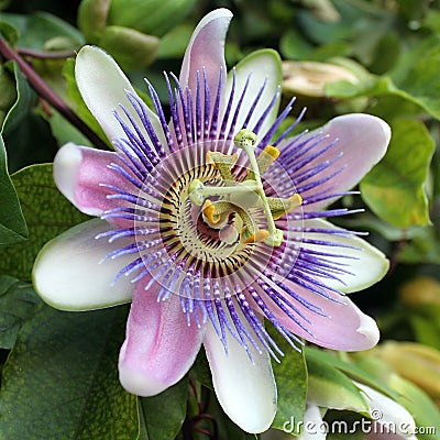 Blue Passion Flower - Passiflora caerulea Stock Photo