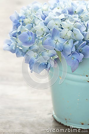 Blue pastel color hydrangea flowers Stock Photo