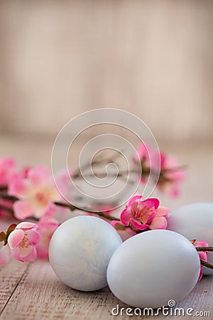 Blue Pastel Colored Easter Eggs and Cherry Blossom Flowers Stock Photo