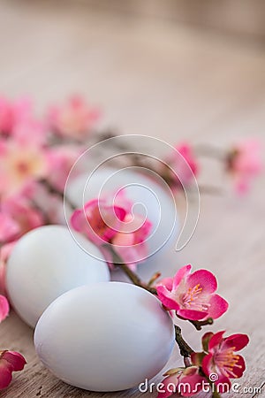 Blue Pastel Colored Easter Eggs and Cherry Blossoms on White Woo Stock Photo