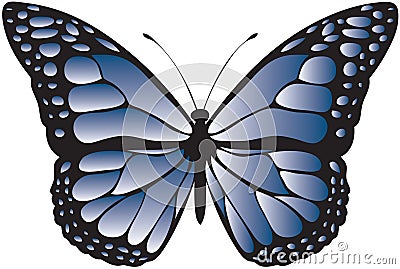 Blue patterned butterfly Stock Photo