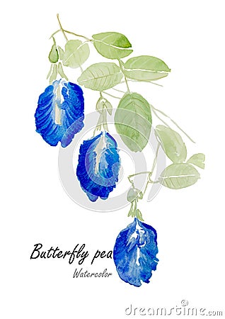 Blue pea or butterfly pea .Hand drawn watercolor painting on white background.Vector illustration Vector Illustration