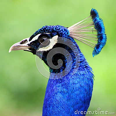 Blue peacock Stock Photo