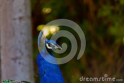 A blue peacock is located on the territory of the zoo walking in the shade under the crowns of trees Stock Photo