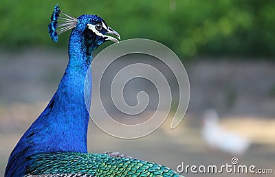 Blue Peacock Phasianidae Stock Photo