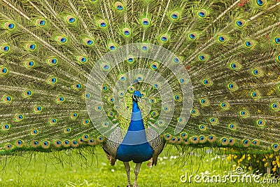 Blue Peacock spreading its tail Stock Photo