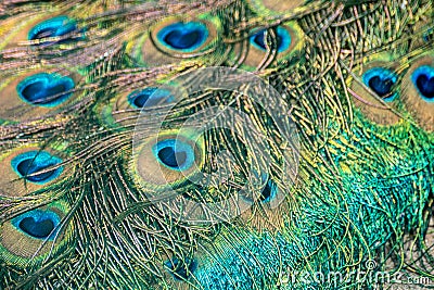 Blue peafowl feathers colorful eyespots macro Stock Photo