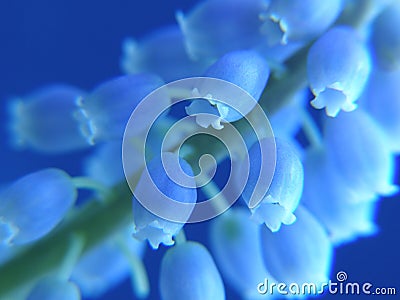 Blue pearl hyacinth Stock Photo