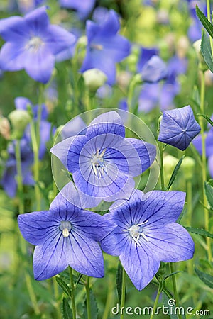 Blue pentagon flower Stock Photo