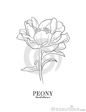 Blue peony flowers graphic invitation. Botanical blossom pastel plant, minimal watercolor creative invitation. Minimal card design Vector Illustration