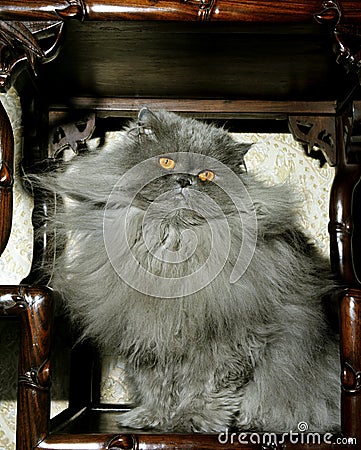 Blue Persian Domestic Cat Stock Photo