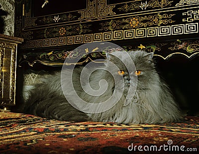 Blue Persian Domestic Cat, Adult laying under Furniture Stock Photo