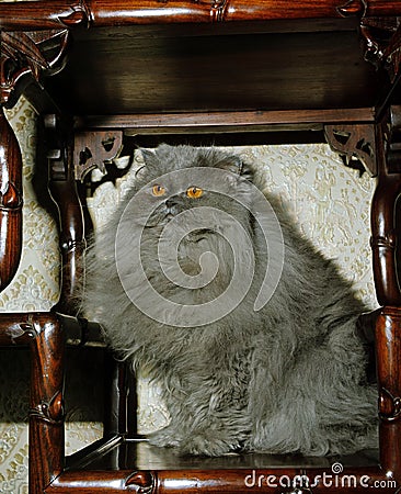 Blue Persian Domestic Cat, Adult sitting on Furniture Stock Photo