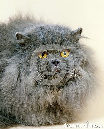 Blue Persian Domestic Cat, Portrait of Adult against White Background Stock Photo