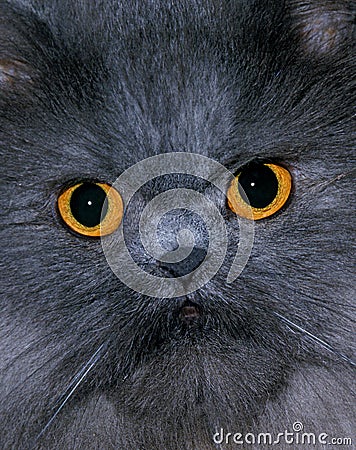 Blue Persian Domestic Cat, Portrait of Adult, Close-up of Eyes Stock Photo