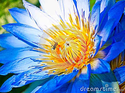 Nymphaea caerulea blue Egyptian lotus waterlily flower Stock Photo