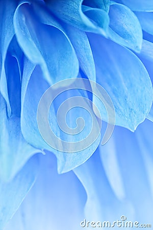 Blue Petals Stock Photo