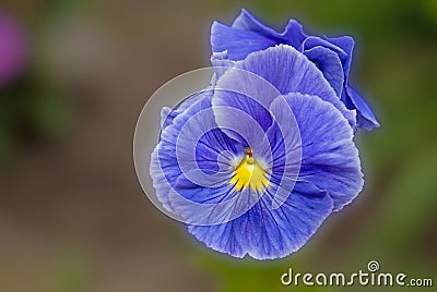 Blue petunia bloom Stock Photo