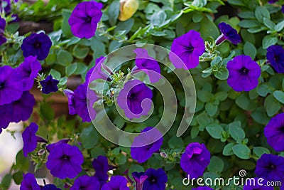 Blue petunia Stock Photo
